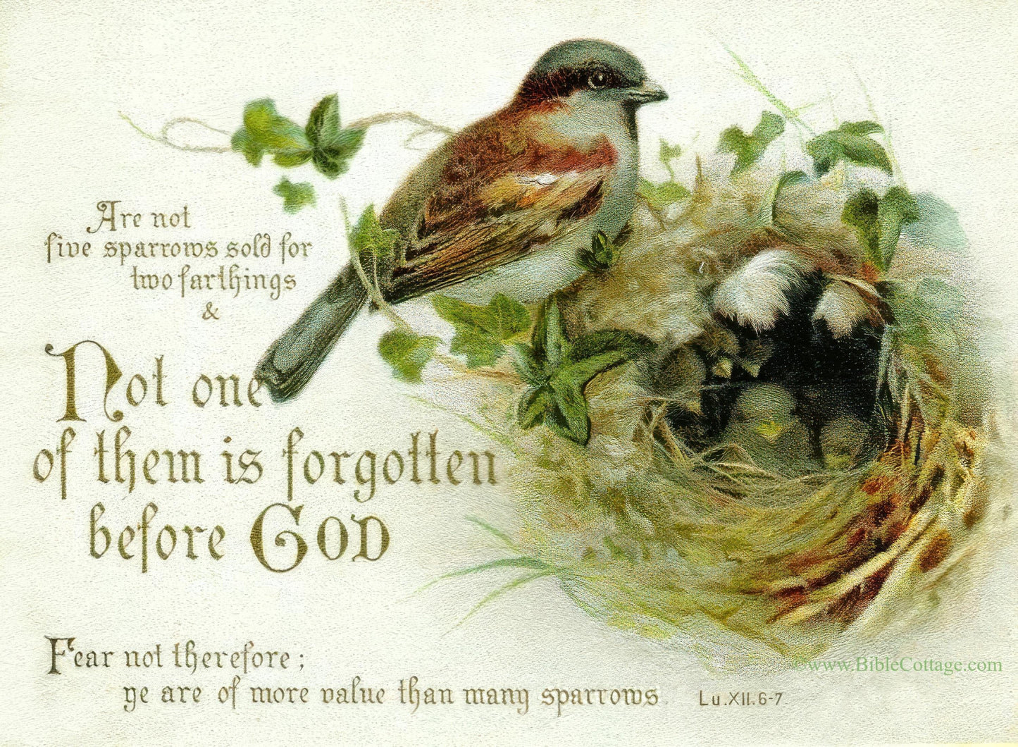 You Are of More Value Than Many Sparrows – Luke 12:6-7 – Vintage Christian Art – Inspiring and Encouraging